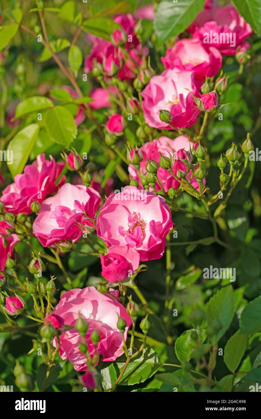 Fleurs roses nobles dans le jardin Banque D'Images