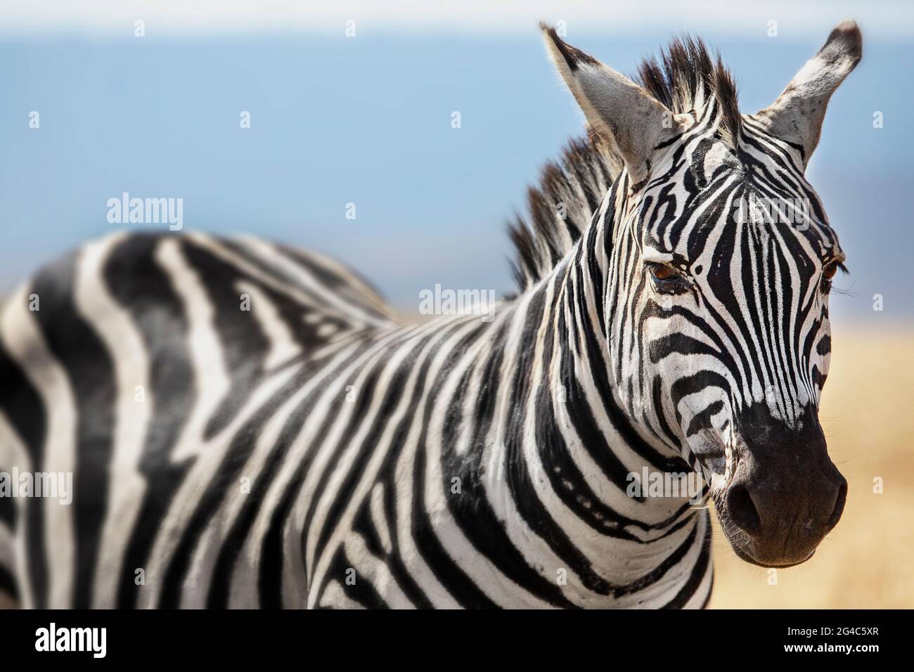 Zebra dans le cratère de Ngorongoro, Tanzanie Banque D'Images