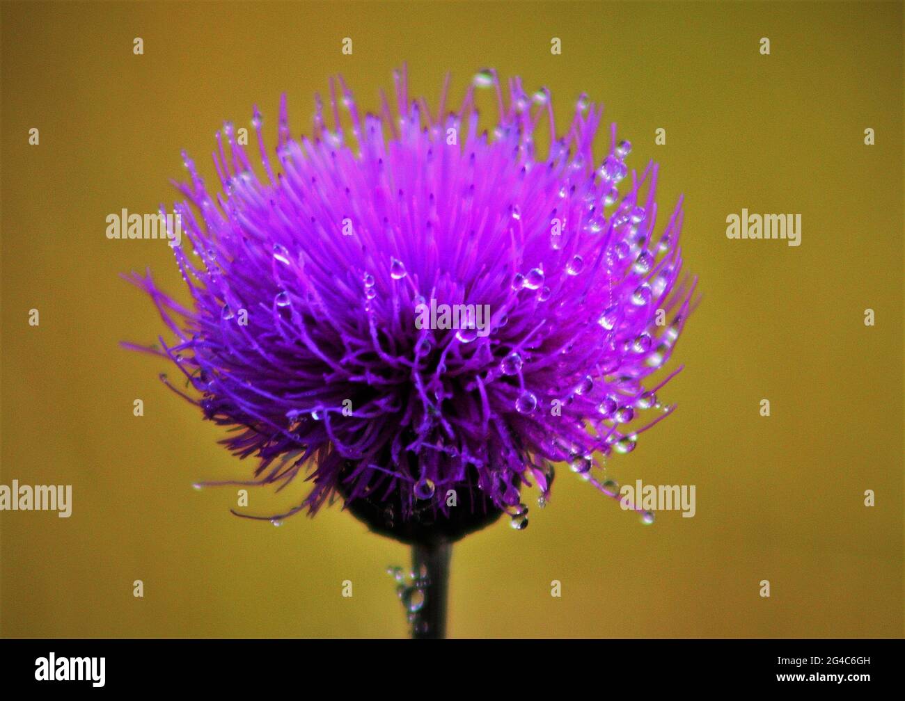 Gros plan d'une fleur de chardon violet avec des gouttes de rosée Banque D'Images