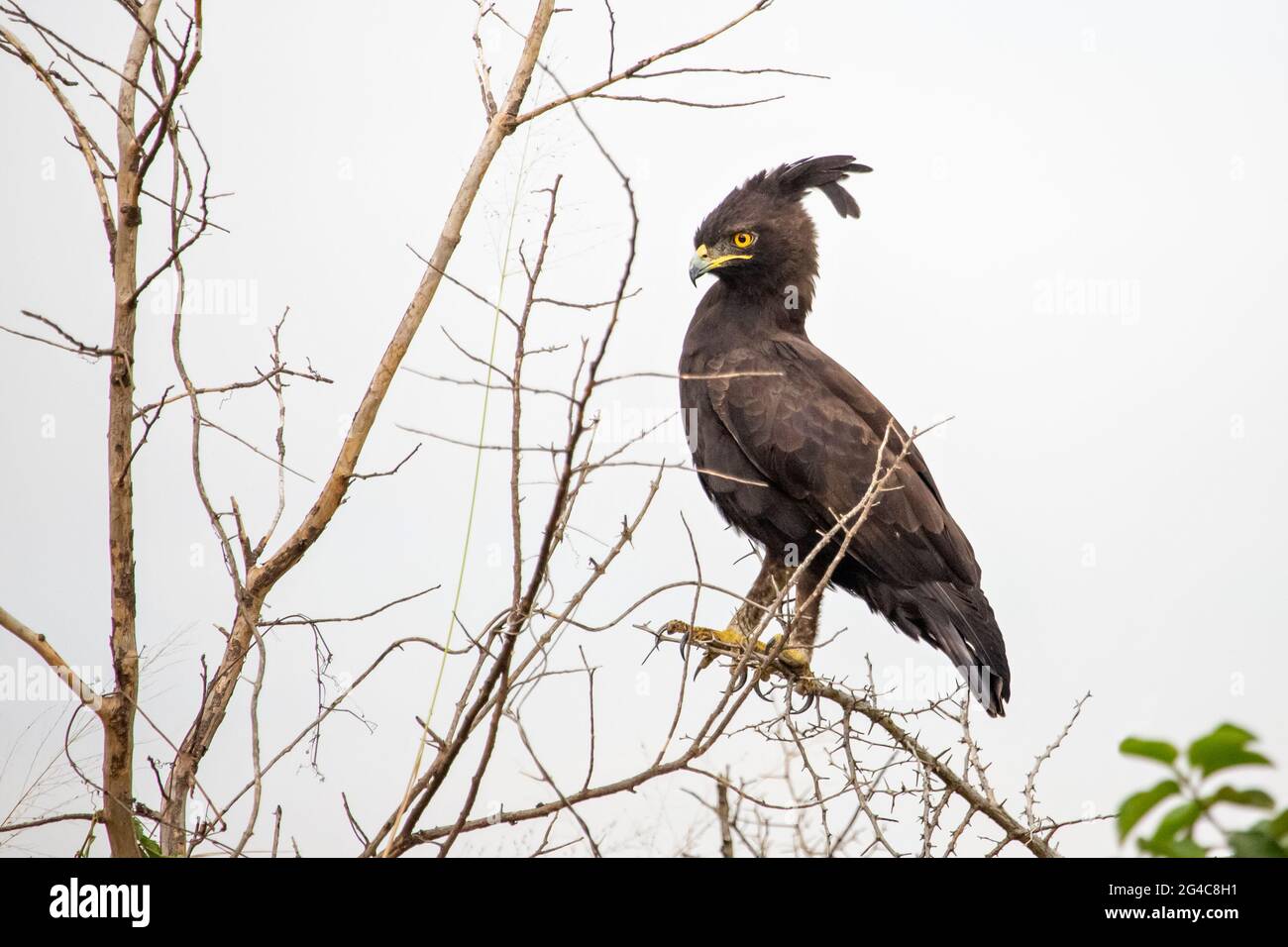 Long aigle à crête connu sous le nom de Lopheetus Occipitalis en latin, en Ouganda Banque D'Images