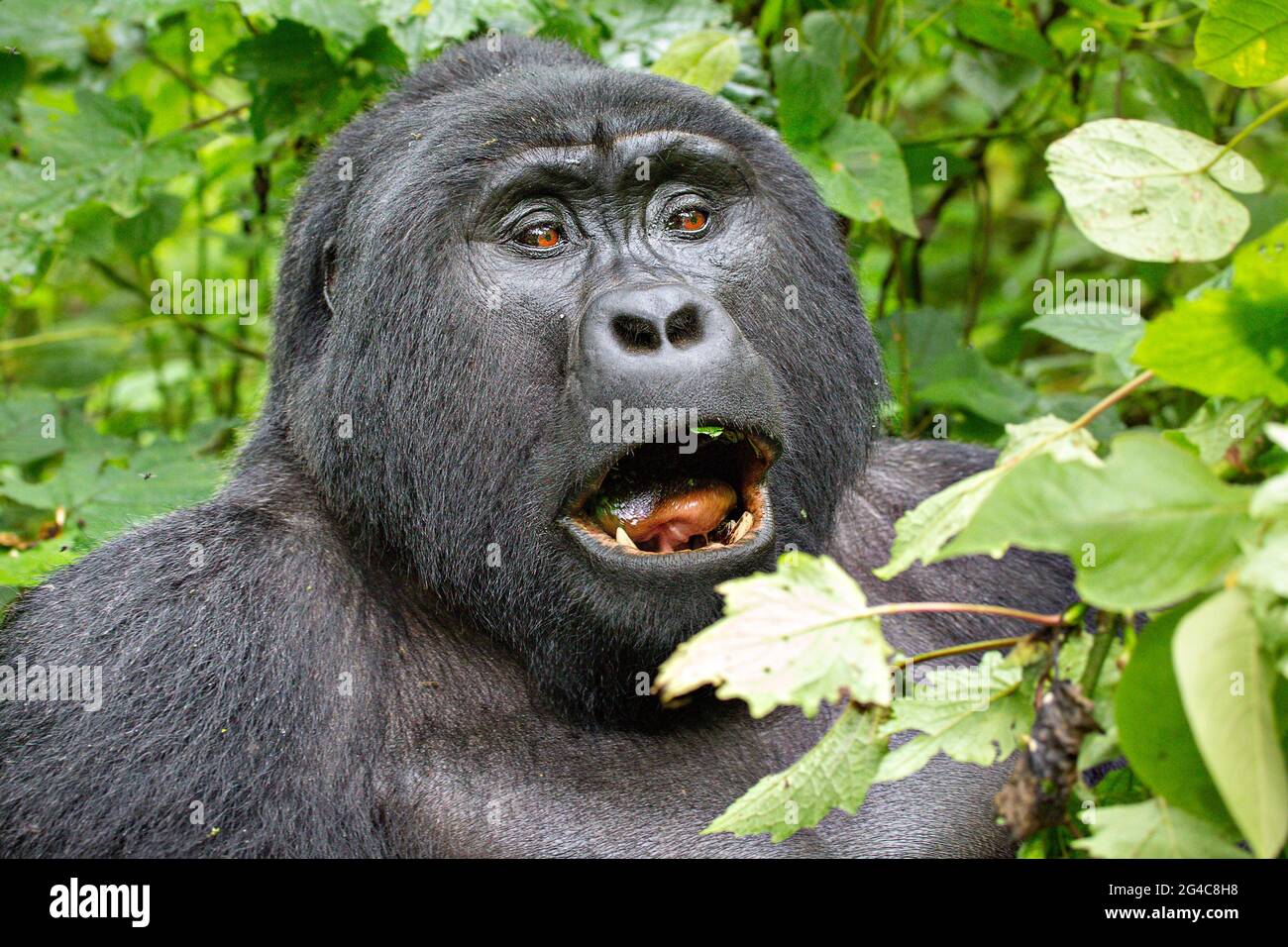 Silverback gorille de montagne à Bwindi, Ouganda, Afrique Banque D'Images
