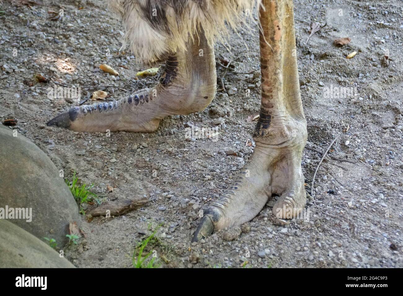 Gros plan des pieds d'un autruche sur le sol Banque D'Images