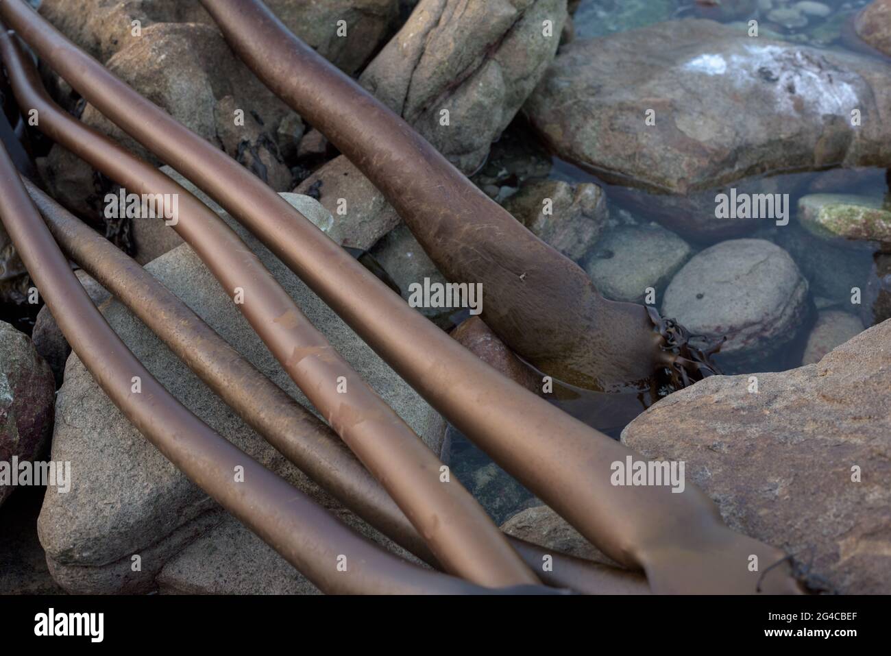 L'algue de varech s'est lavée à terre sur la côte près de Kommetjie, sur la péninsule du Cap en Afrique du Sud, près de Cape Town. Banque D'Images