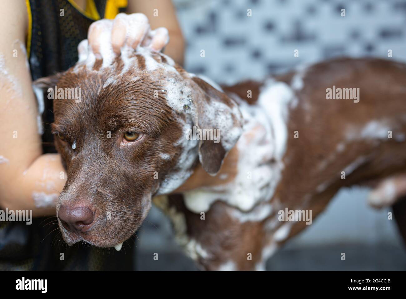 Jeune femme prenant un bain avec son chien préféré, le monde chien amour jour concept. Banque D'Images