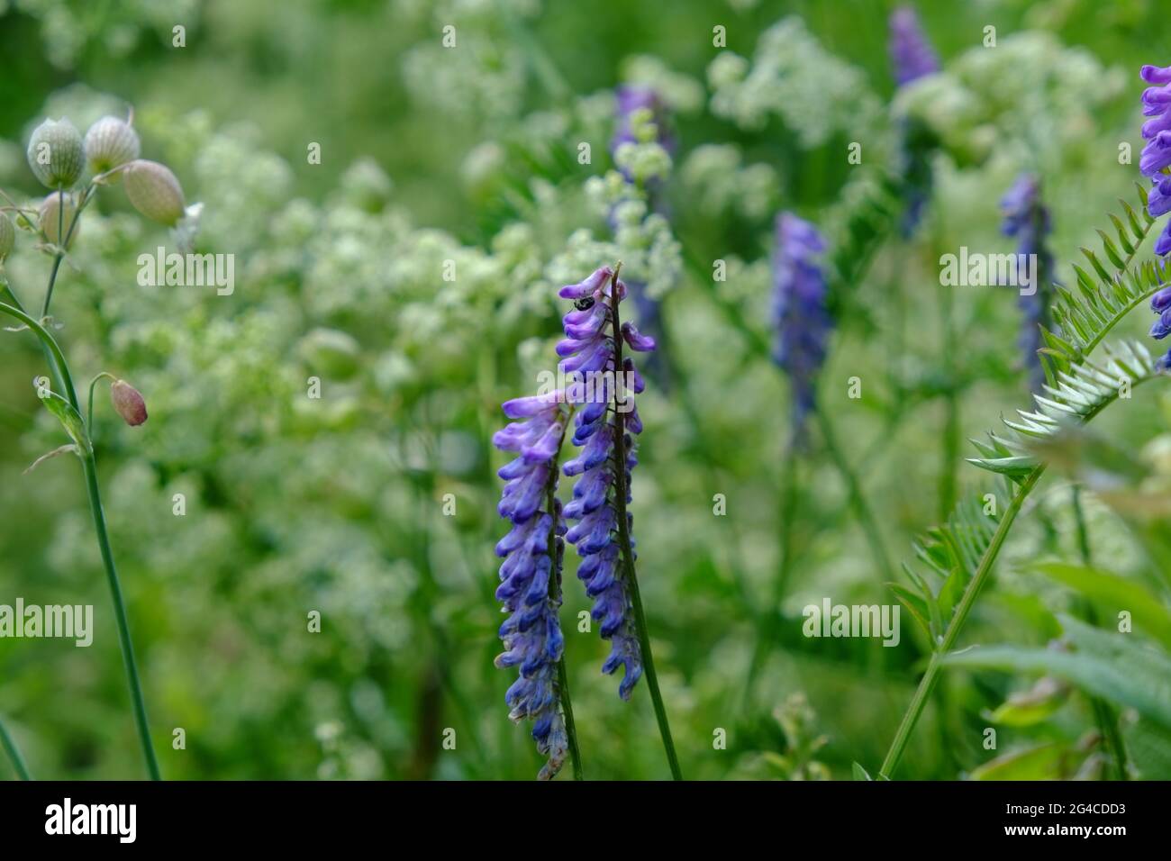 Belle vesce touffeté pourpre (Vicia cracca) dans un pré d'été en Ontario, Canada. Banque D'Images