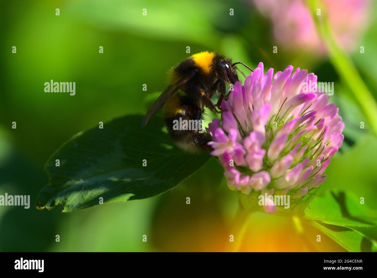 Bourdon affamé sur fleur rose Banque D'Images