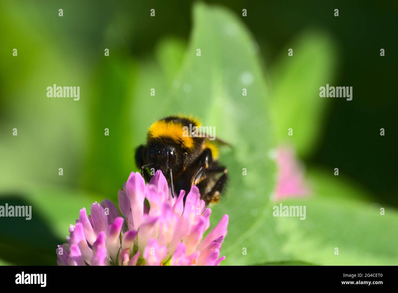 Bourdon affamé sur fleur rose Banque D'Images
