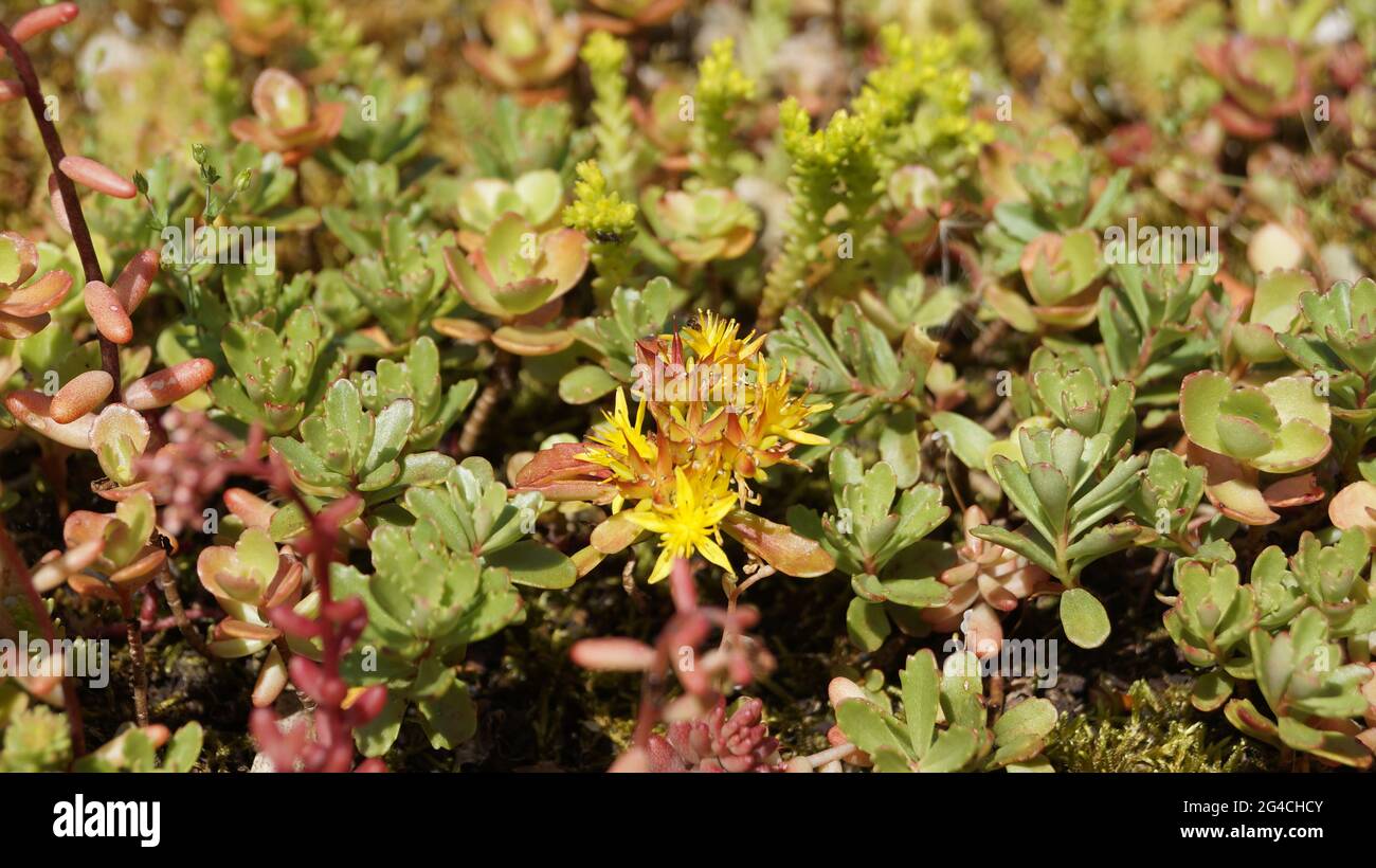 gros plans de fleurs et de plantes avec ou sans insectes Banque D'Images