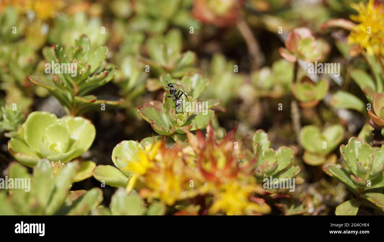 gros plans de fleurs et de plantes avec ou sans insectes Banque D'Images
