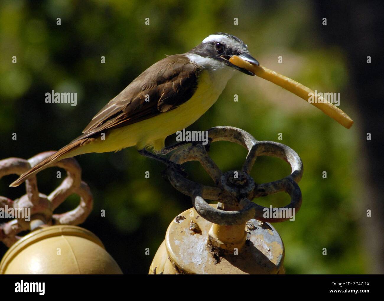 DEPUIS L'ARRIVÉE DES TOURISTES BRITANNIQUES, L'UN DES OISEAUX LES PLUS COMMUNS DU BRÉSIL, LE GRAND FLYCATCHER KISKADEA, A CHANGÉ SON RÉGIME ALIMENTAIRE DES COLÉOPTÈRES ET DES INSECTES EN PUCES. CET OISEAU, DE LA TAILLE D'UN STARLING, DESCEND SUR UNE ASSIETTE DE FRITES À L'HÔTEL RENAISSANCE DE SALVADOR, AU BRÉSIL, ET LAISSE PASSER LES FRITES ENTIÈRES. EN TOURNANT LES JETONS À LA VERTICALE DANS SON BEC, IL RAGULE LES GÂTERIES LAISSÉES PAR LES TOURISTES COMME UNE ÉPÉE SWALLOWER. PIC MIKE WALKER, 2008 Banque D'Images