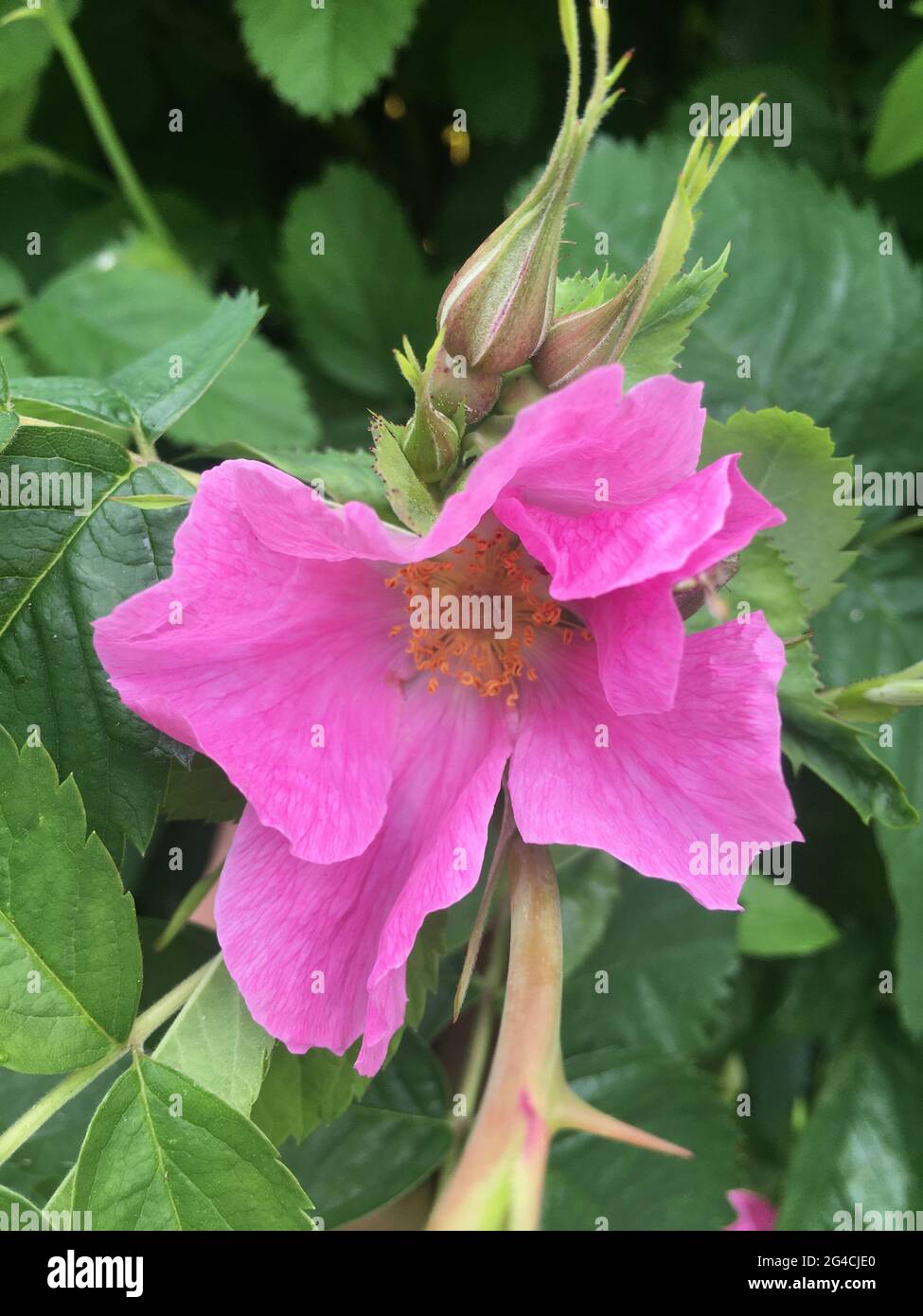 Fleur rose délicate de rosehip en été Banque D'Images