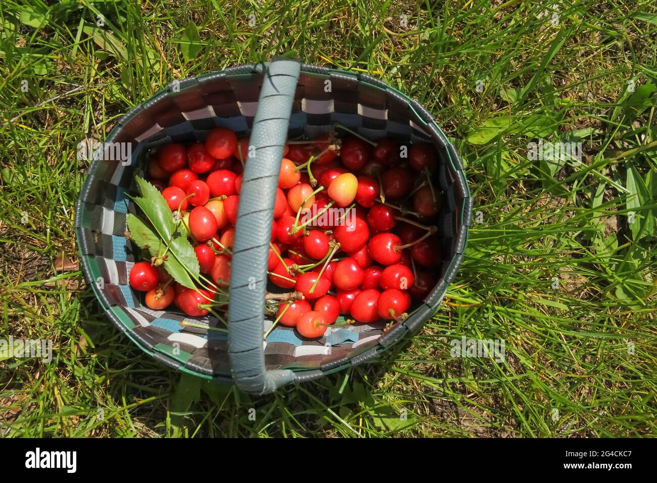 Panier de cerises mûres sur l'herbe verte par temps ensoleillé Banque D'Images