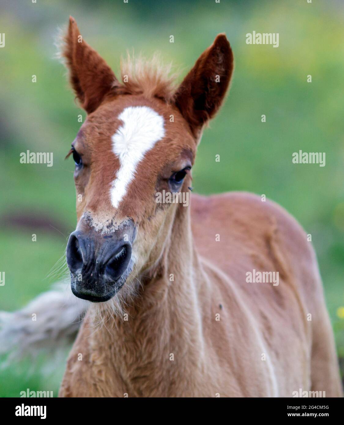 Portrait d'un petit cheval Banque D'Images