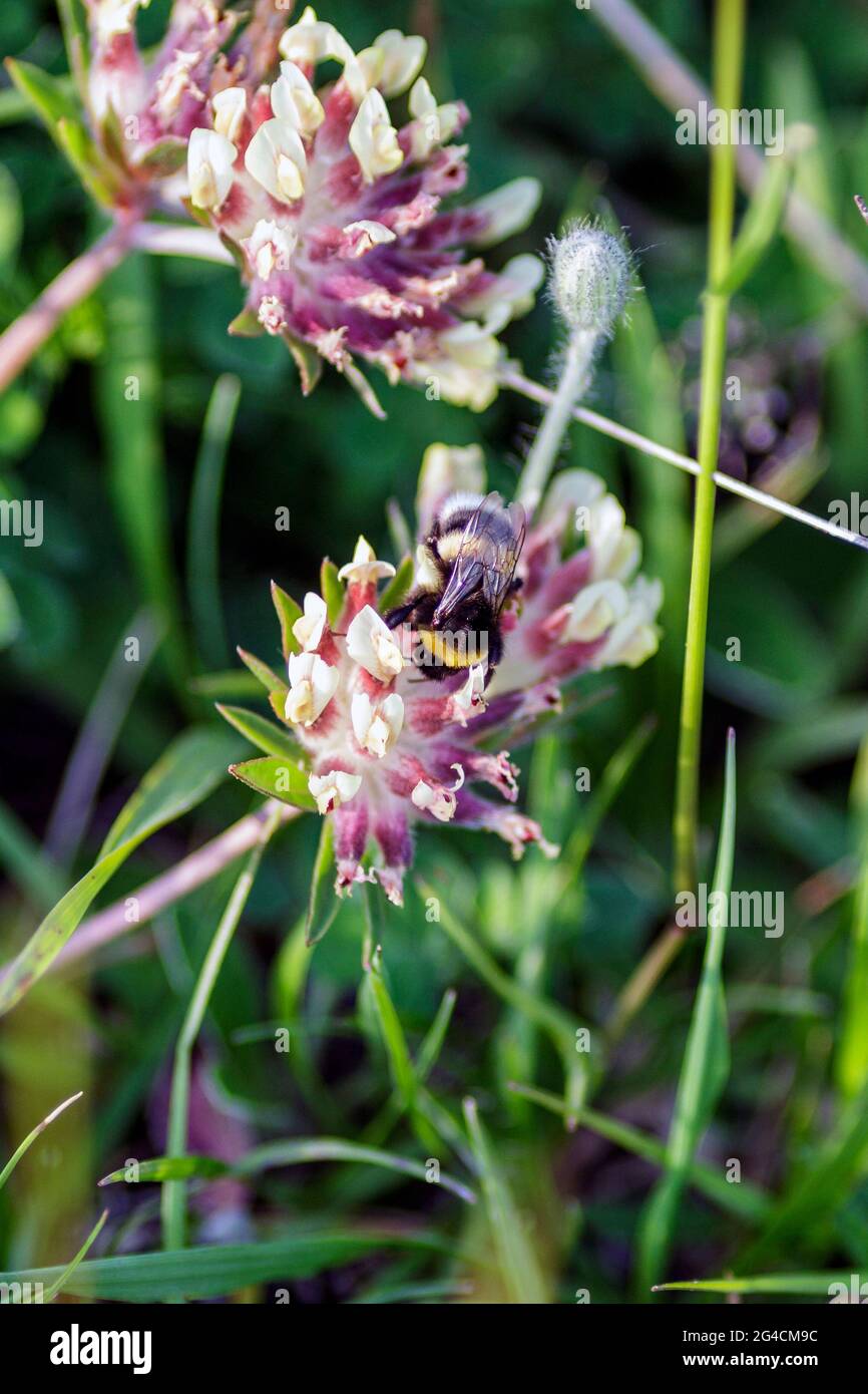 Bombus reposant sur une fleur Banque D'Images
