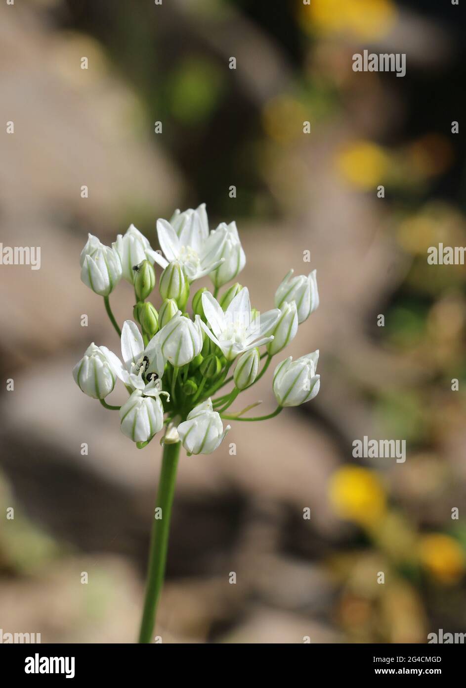 Belles fleurs blanches sur une longue tige ouvrant sur le soleil, comté de  Sonora, CA Photo Stock - Alamy