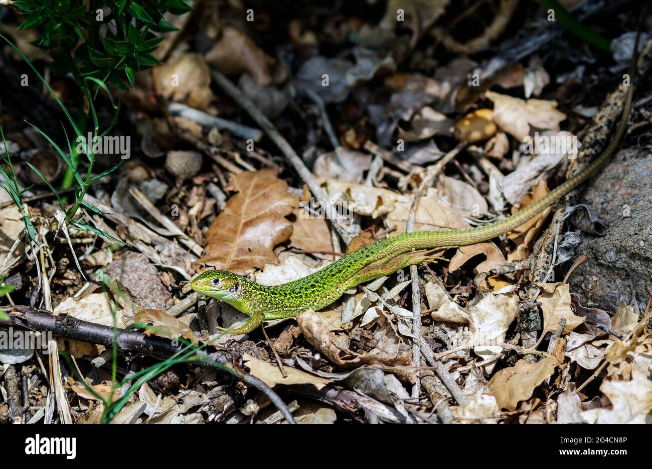 Un lézard toujours vert Banque D'Images