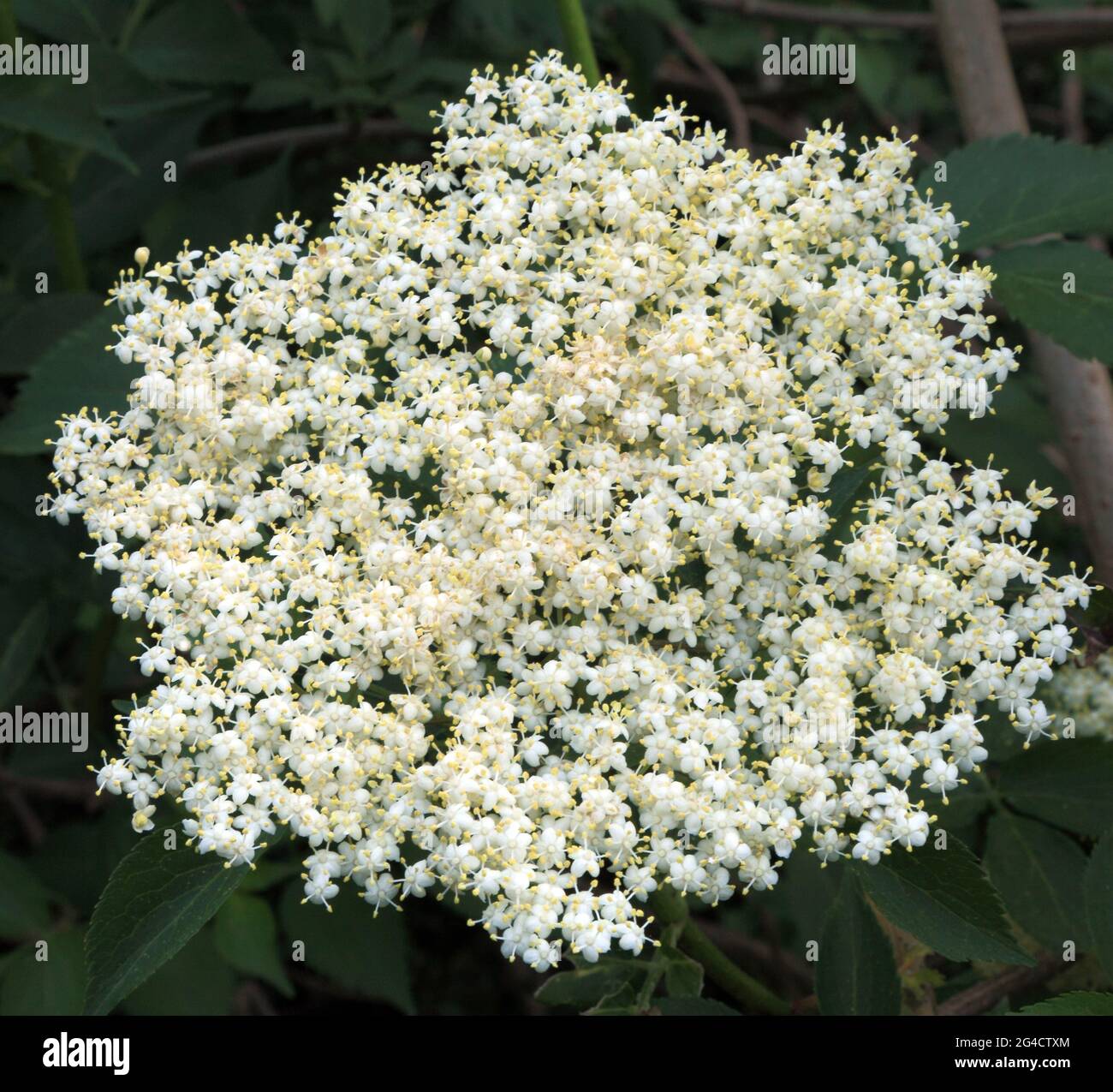 Sambucus nigra, Elderflower, plante de jardin, fleur et feuillage Banque D'Images