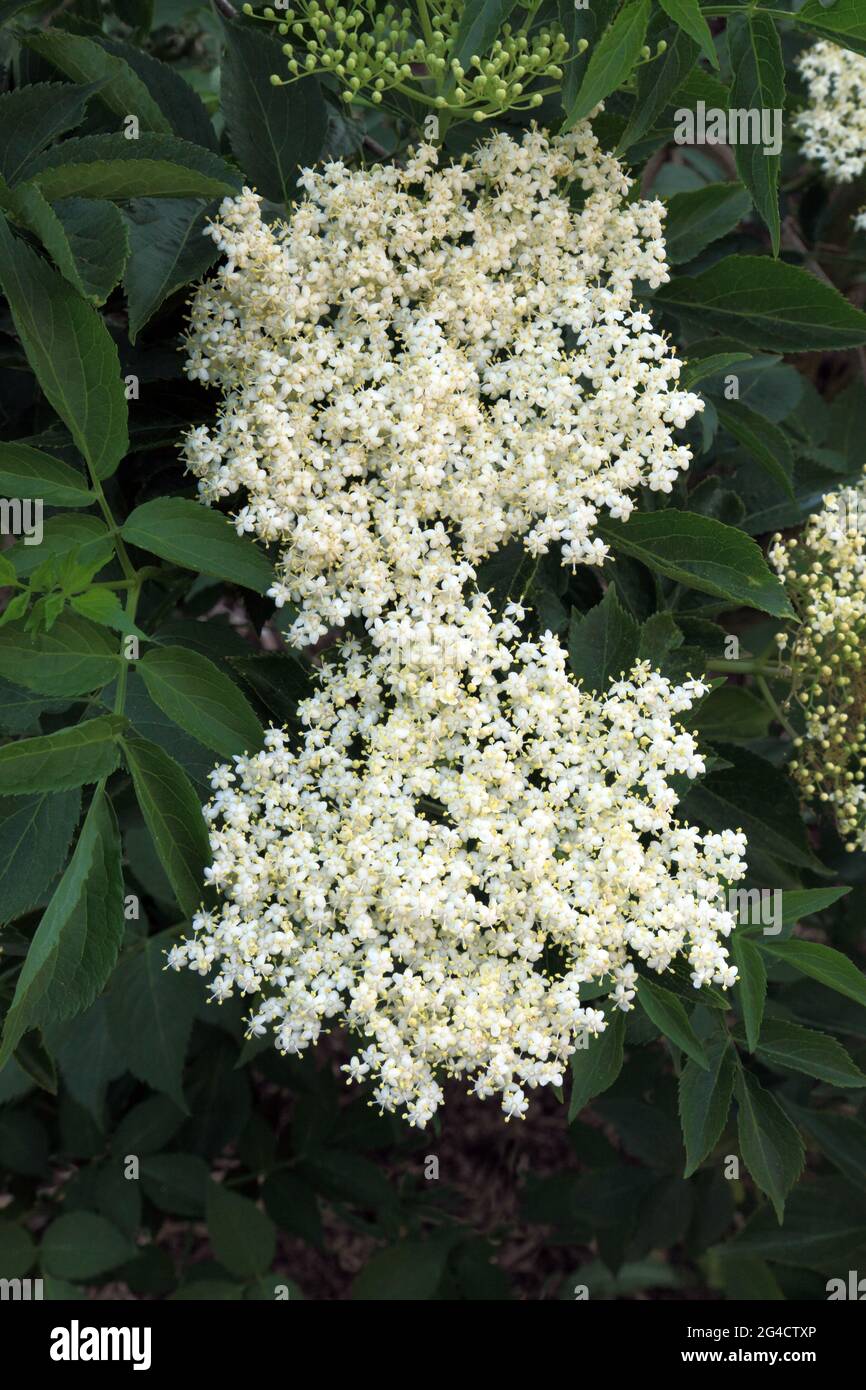Sambucus nigra, Elderflower, plante de jardin, fleur et feuillage Banque D'Images