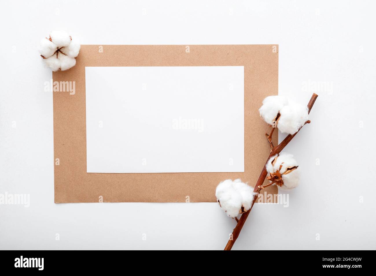 Papier blanc vierge carte d'invitation maquette avec fleur sèche coton fleurs branche sur plat. Maquette de bureau moderne pour carte de vœux. Travail élégant Banque D'Images