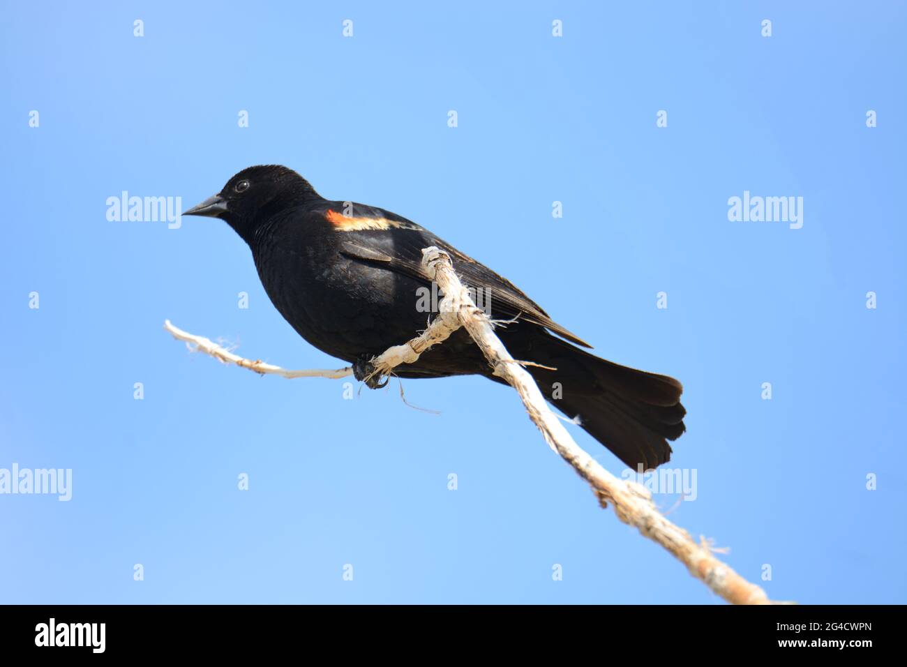Oiseau noir ailé rouge ou oiseau d'Agelaius phoeniceus perché sur une branche d'arbre mort contre un ciel bleu Banque D'Images