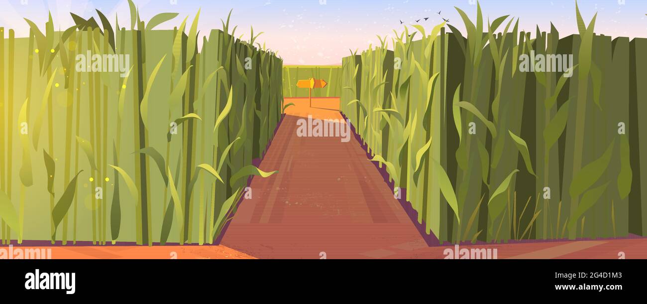 Paysage de jour de cornfield avec des pointeurs de route en bois et de hautes plantes vertes. Concept de choix de la voie avec des repères pointant sur la fourche de trajectoire. Labyrinthe, labyrinthe, choix de la direction, illustration vectorielle de dessin animé Illustration de Vecteur