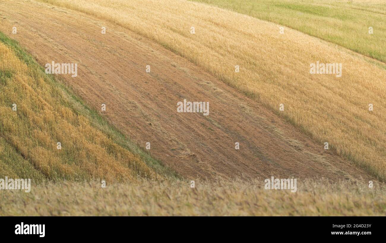 Champs de ferme cultivés dans les contreforts Banque D'Images