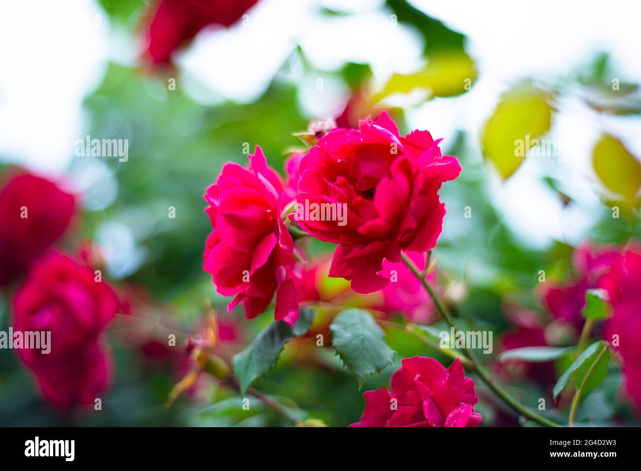 Milieux de rose Banque de photographies et d’images à haute résolution ...