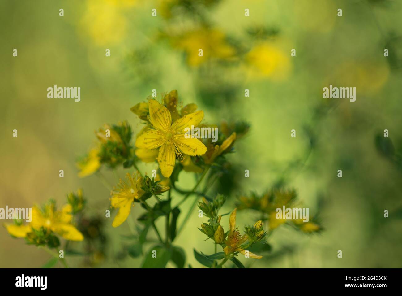 Hypericum perforatum, perce St John's-millepertuis fleurs jaunes gros plan foyer sélectif Banque D'Images