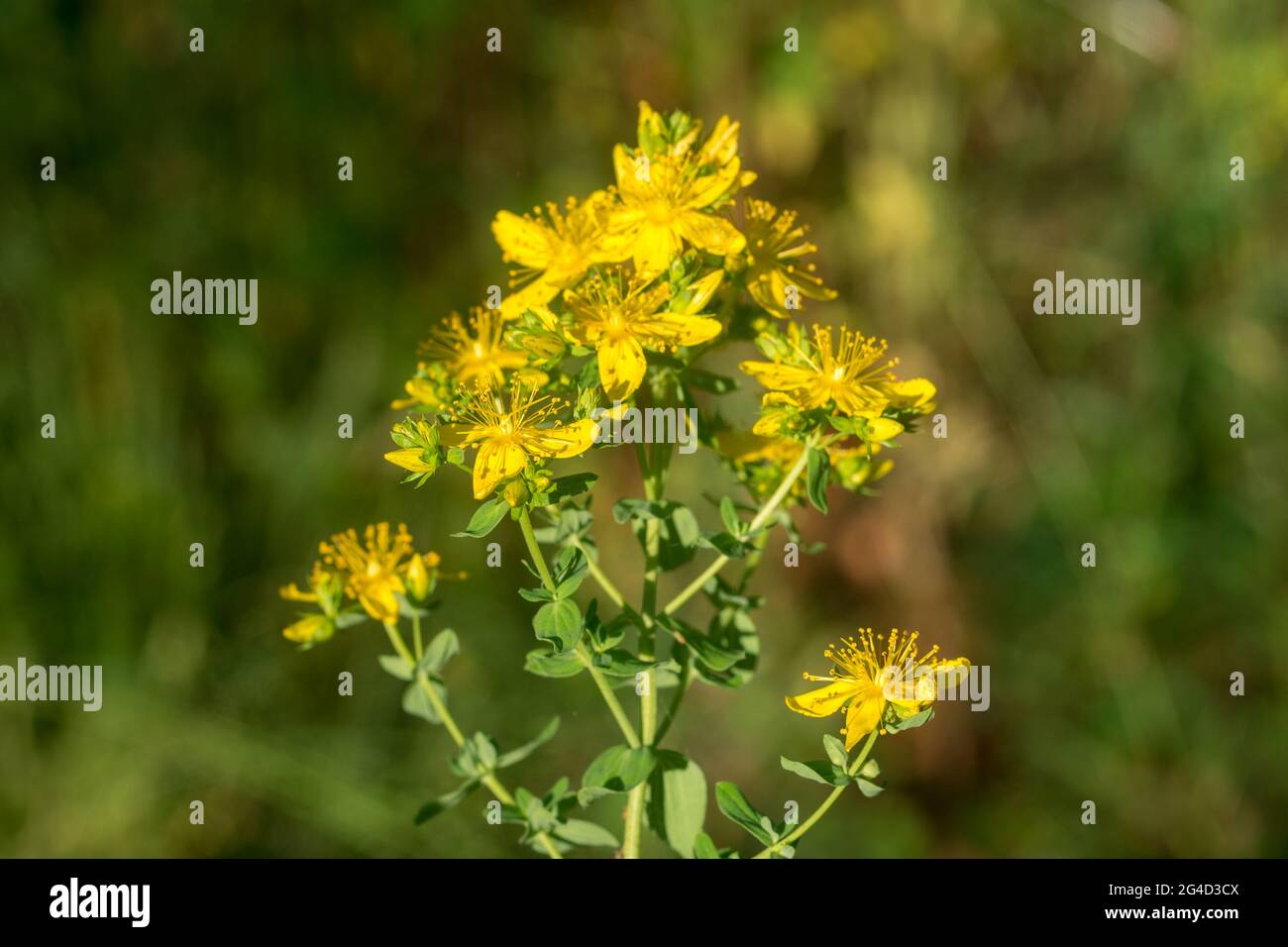 Hypericum perforatum, perce St John's-millepertuis fleurs jaunes gros plan foyer sélectif Banque D'Images