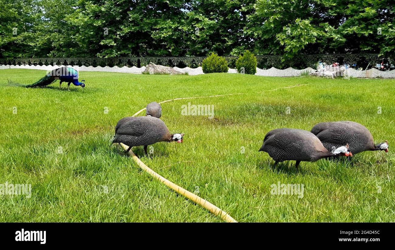 Helguineafhid ou guineafhid en cours de marche sur terre. C'est un corps rond et une petite tête. Le plumage du corps est gris-noir étoilé au blanc. Banque D'Images