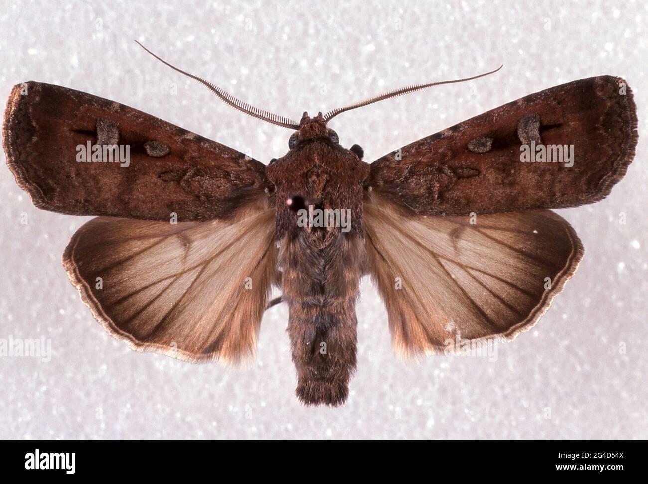 SPÉCIMEN (ÉPINGLÉ) D'UN PAPILLON BOGONG MÂLE (AGROTIS INFUSA) UNE ESPÈCE TEMPÉRÉE DE PAPILLON QUI VOLE DE NUIT, AUSTRALIE. Banque D'Images
