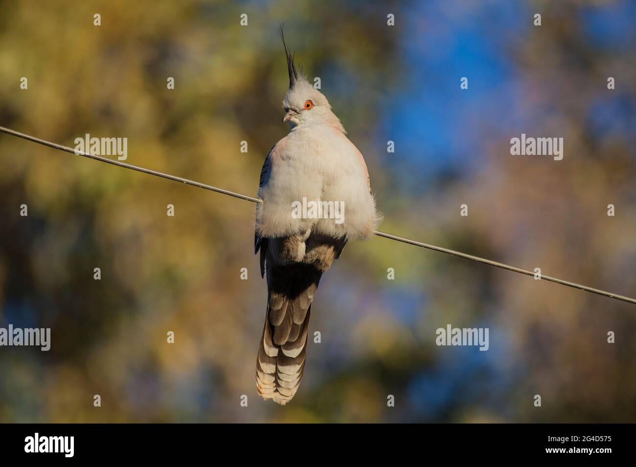 Pigeon à crête (Ocyphaps lophotes) à l'ancienne station télégraphique d'Alice Springs Banque D'Images