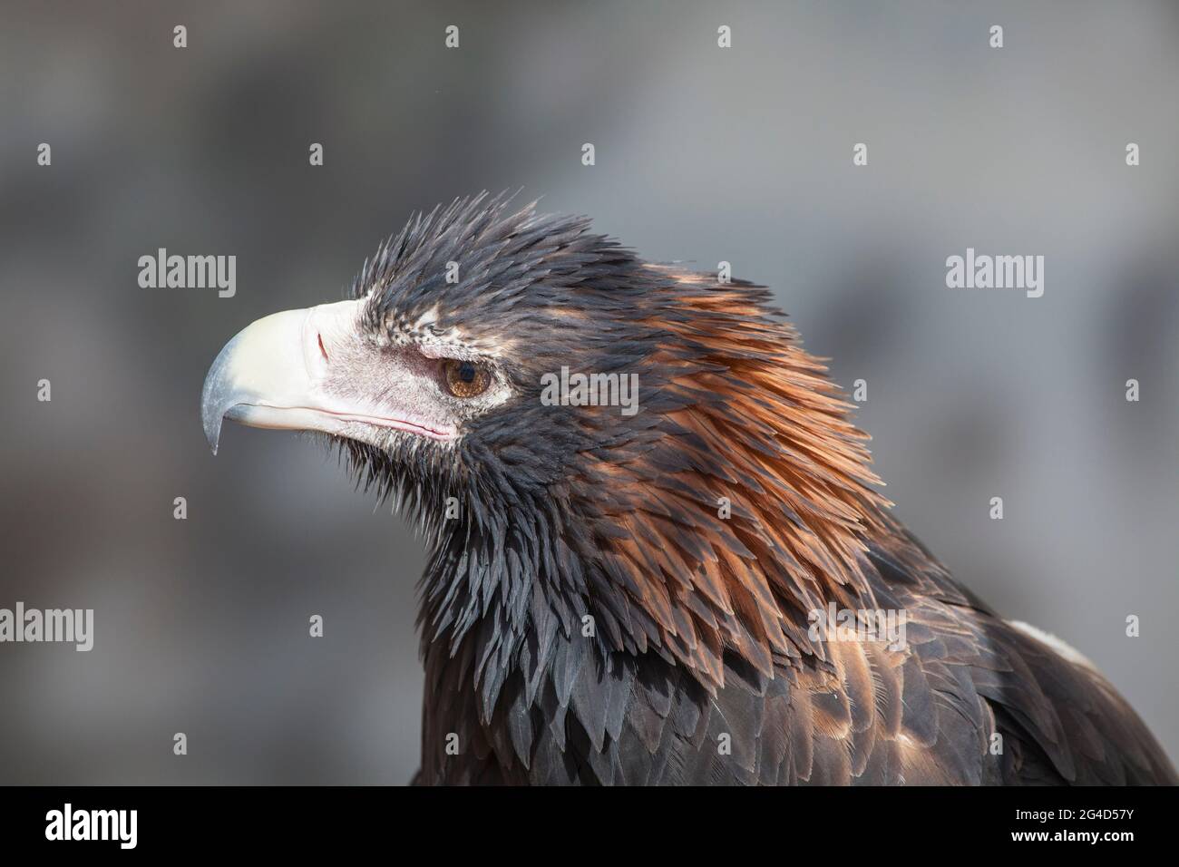 Un aigle sauvage à queue de Wedge (Aquila audax), Australie centrale. Banque D'Images