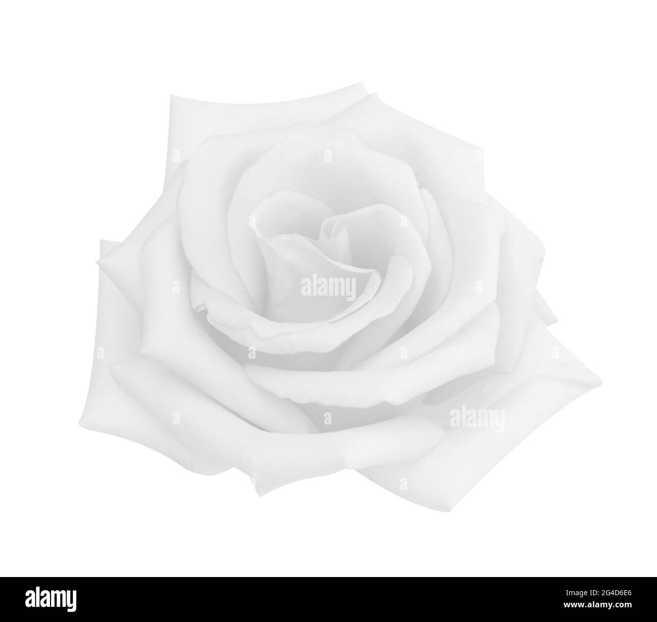 Fleur rose à tête rose isolée sur fond blanc, zone de mise au point douce et chemin de coupure Banque D'Images