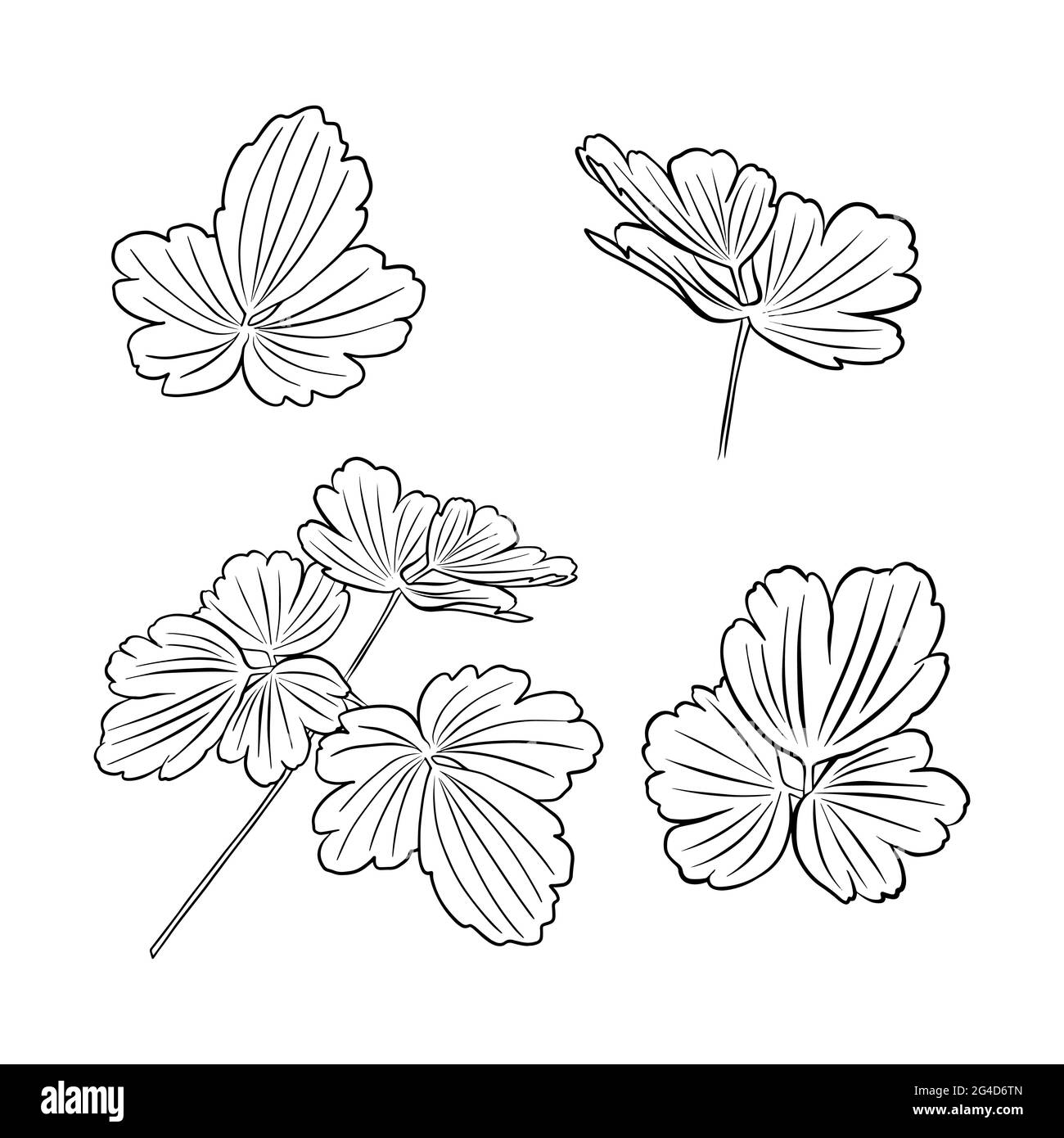 Un ensemble de contours de feuilles aquilegia. Clipart vecteur isolé. Motif botanique monochrome dessiné à la main minimal. Illustration de Vecteur Un ensemble de contours de feuilles aquilegia. Clipart vecteur isolé. Motif botanique monochrome dessiné à la main minimal. Illustration de Vecteur