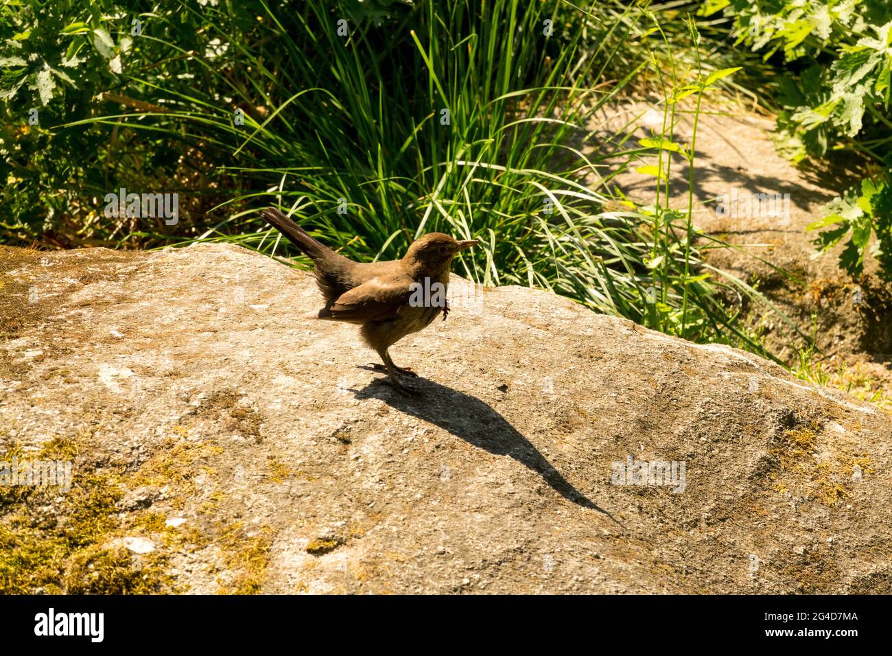 Femelle blackbird dans le jardin Turdus merula blackbird jardin faune Banque D'Images