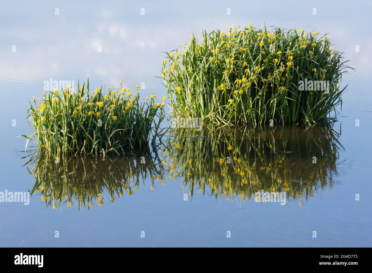 Drapeau jaune iris dans un lac avec des réflexions sur une journée ensoleillée avec un ciel bleu en été Banque D'Images