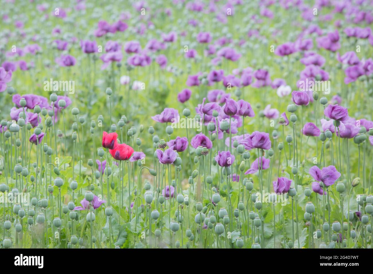 Un champ rempli de coquelicots pourpres avec un couple de coquelicots rouge vif parmi eux sur une ferme en Angleterre Banque D'Images