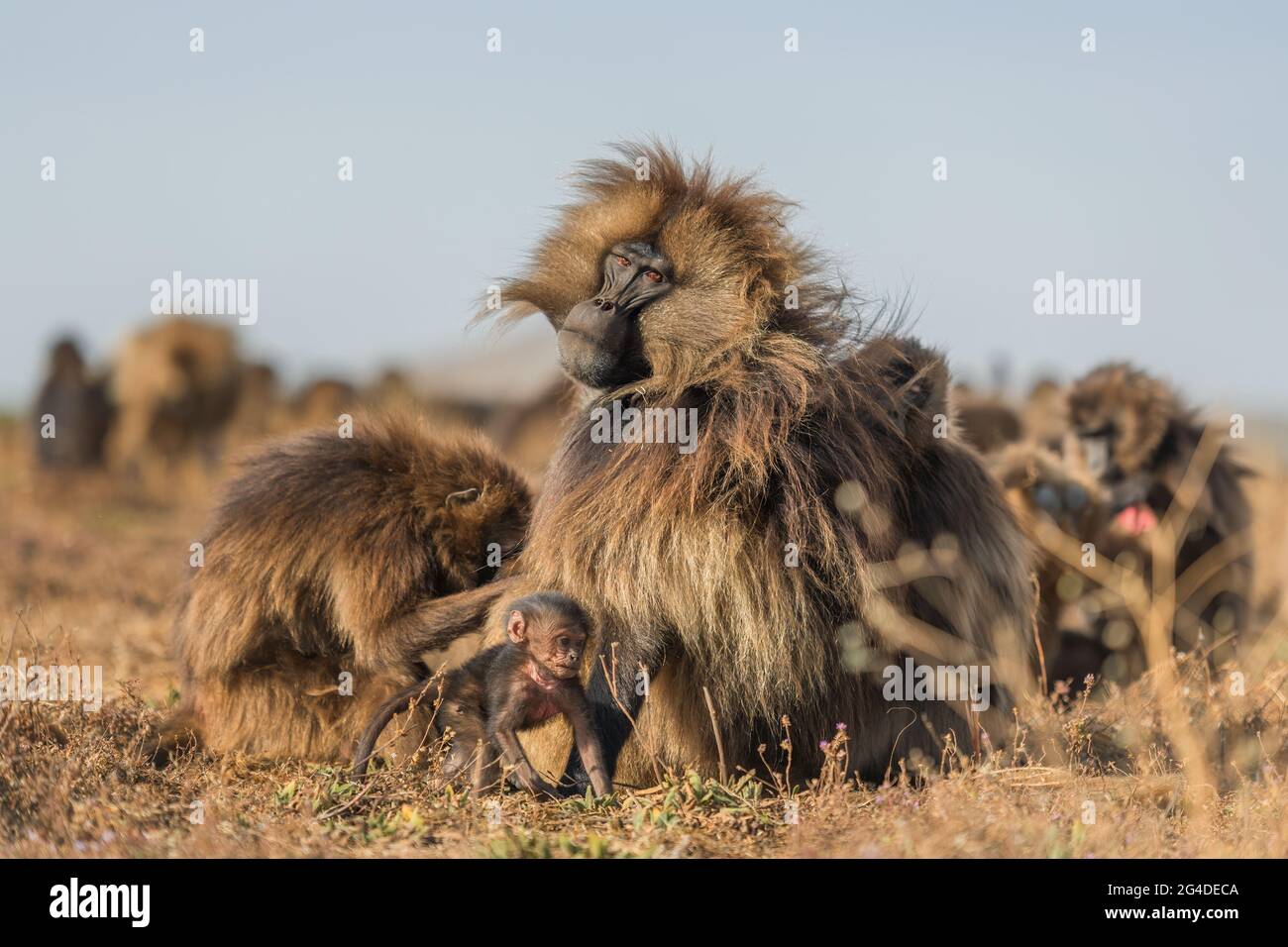 Gelada Baboon - Theropithecus gelada, beau primat de terrain des montagnes Simien, Ethiopie. Banque D'Images