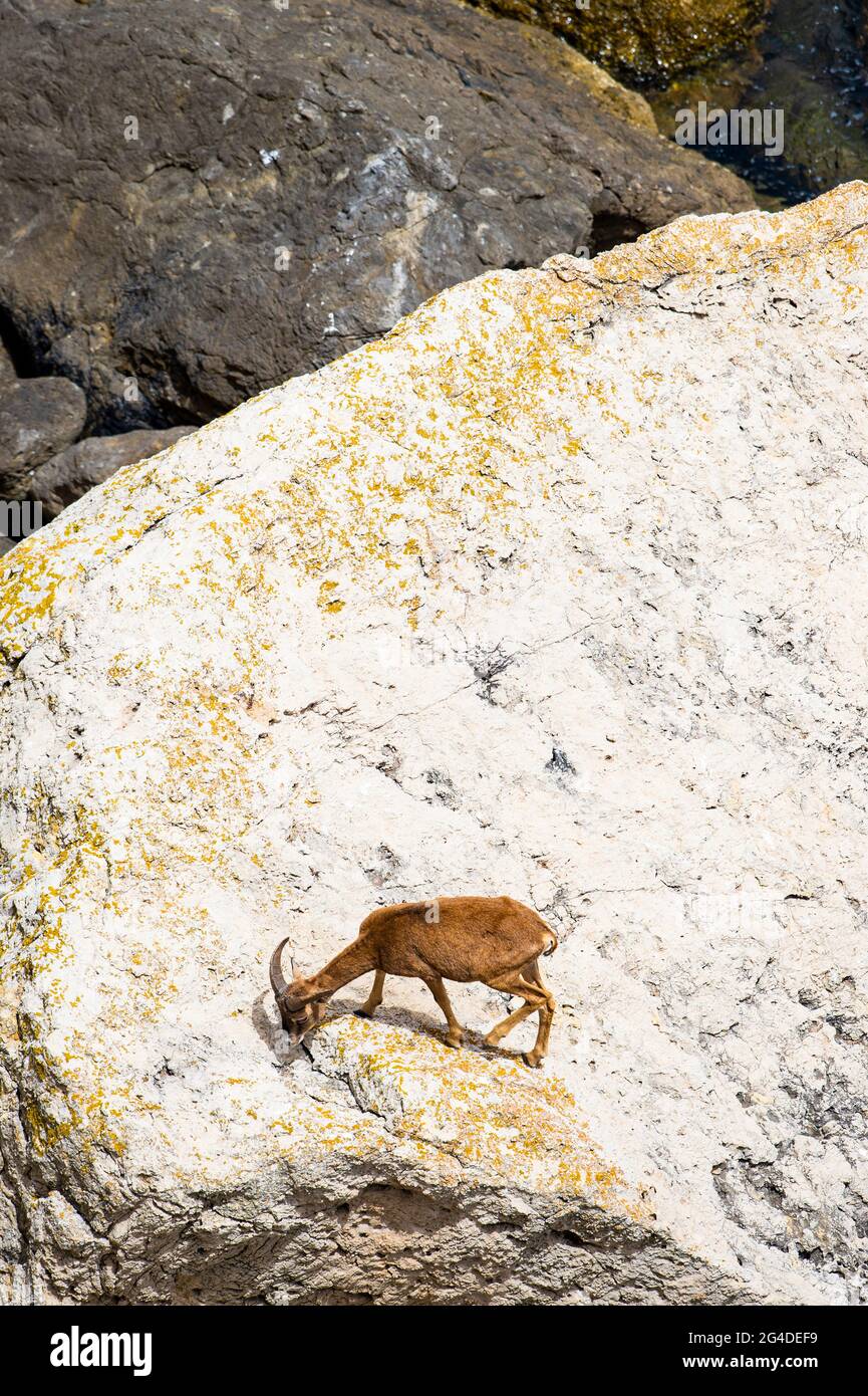 Vue imprenable sur un mouflon paître sur quelques rochers de granit à Figarolo, Golfo Aranci, Sardaigne, Italie. Banque D'Images