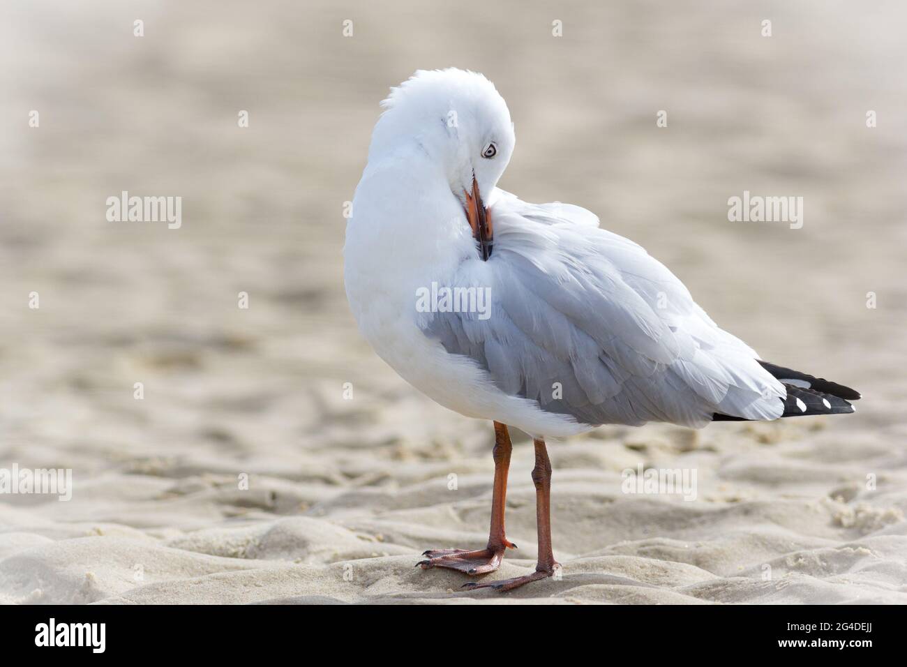 Mouette d'argent (Chericocephalus novaehollandiae) préentant sur une plage de sable Banque D'Images