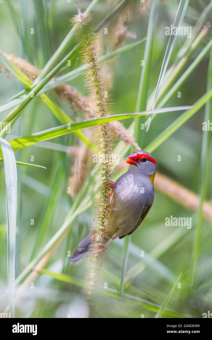 finch brun rouge (Neochmia temporalis) se nourrissant de l'herbe sauvage en fleurs. Pottsville, Nouvelle-Galles du Sud, Australie Banque D'Images