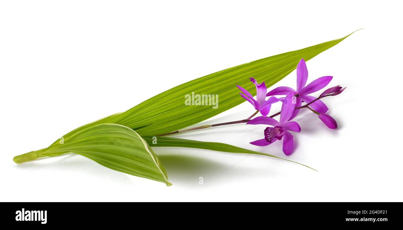 Fleurs de Bletilla striata isolées sur fond blanc Banque D'Images