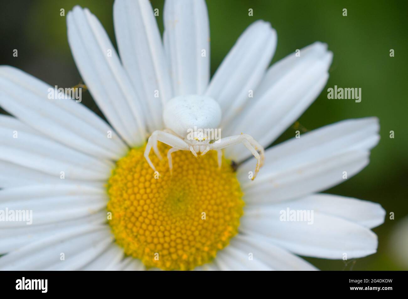 Une araignée de crabe des fleurs blanches (Misumena vatia) qui chasse sur une Marguerite d'Oxiye (Leucanthemum vulgare), en attente de la proie à la terre, à Sussex, Angleterre, Royaume-Uni Banque D'Images