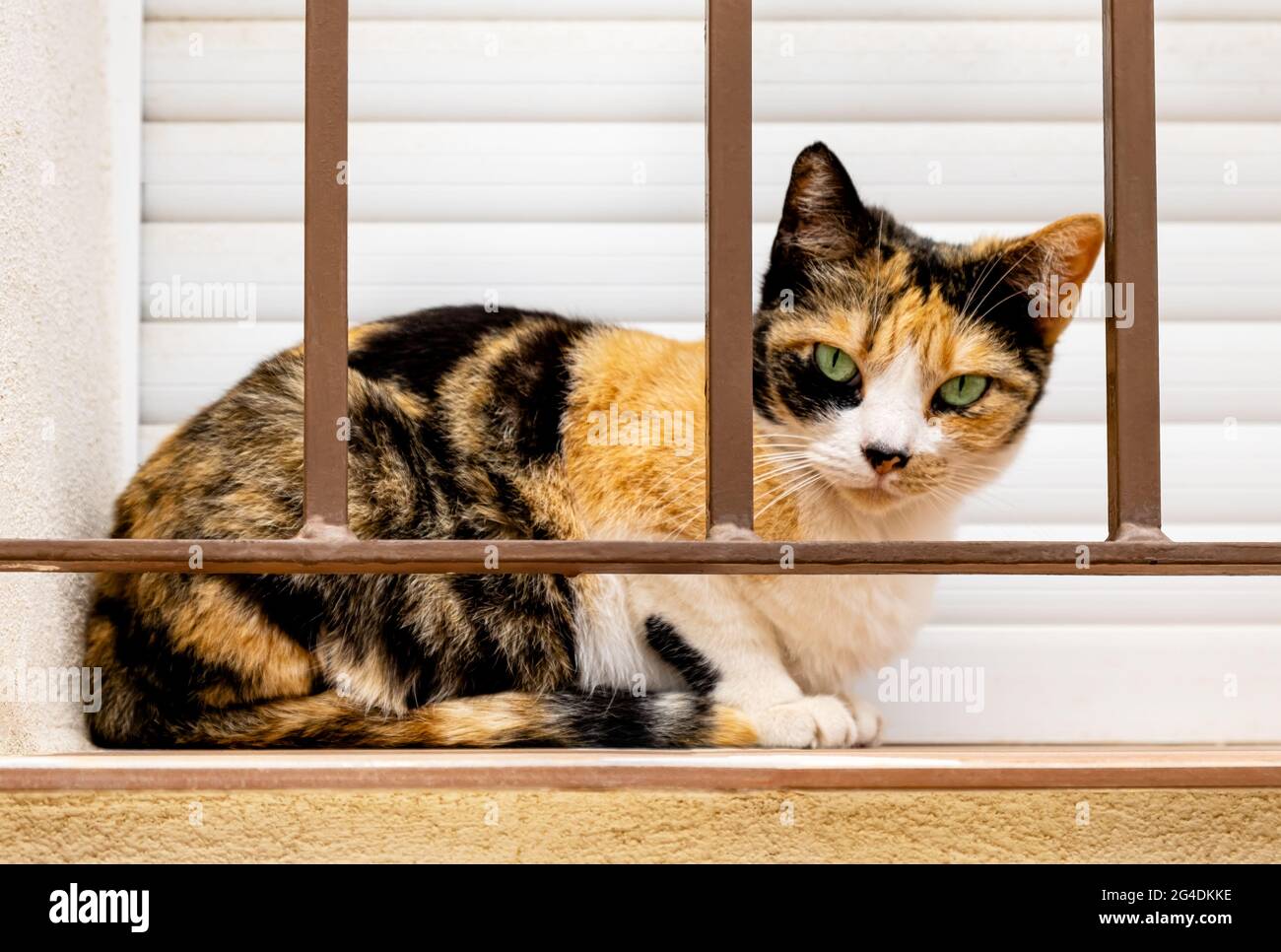Chat Tricolore Domestique A Poil Court Avec Yeux Verts Dans Des Taches Blanches Noires Et Orange Sur La Fourrure Assis Sur Le Rebord De La Fenetre Derriere Les Barres De Securite En