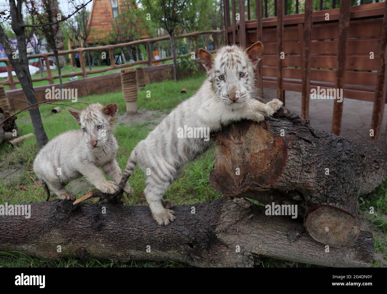 Nantong, Nantong, Chine. 21 juin 2021. Le 18 juin 2021, de mignons triplés de petits oursons de tigre blanc sont apparus dans la zone de la cabane des arbres de Sandi Tribe, dans le parc naturel de la forêt de Nantong, dans la province de Jiangsu, pour s'adapter au nouveau site. Les trois petits tigres blancs sont nés en avril et sont tous des hommes. Les petits tigres blancs vivront dans cette zone et auront un contact étroit avec les touristes dans la zone de la maison d'arbres. Il est entendu que c'est le premier triplés de tigre blanc rare qui a été élevé avec succès depuis l'ouverture du parc naturel de la forêt de Nantong en 2018. Les tigres blancs sont plus rares que les tigres ordinaires, et là Banque D'Images