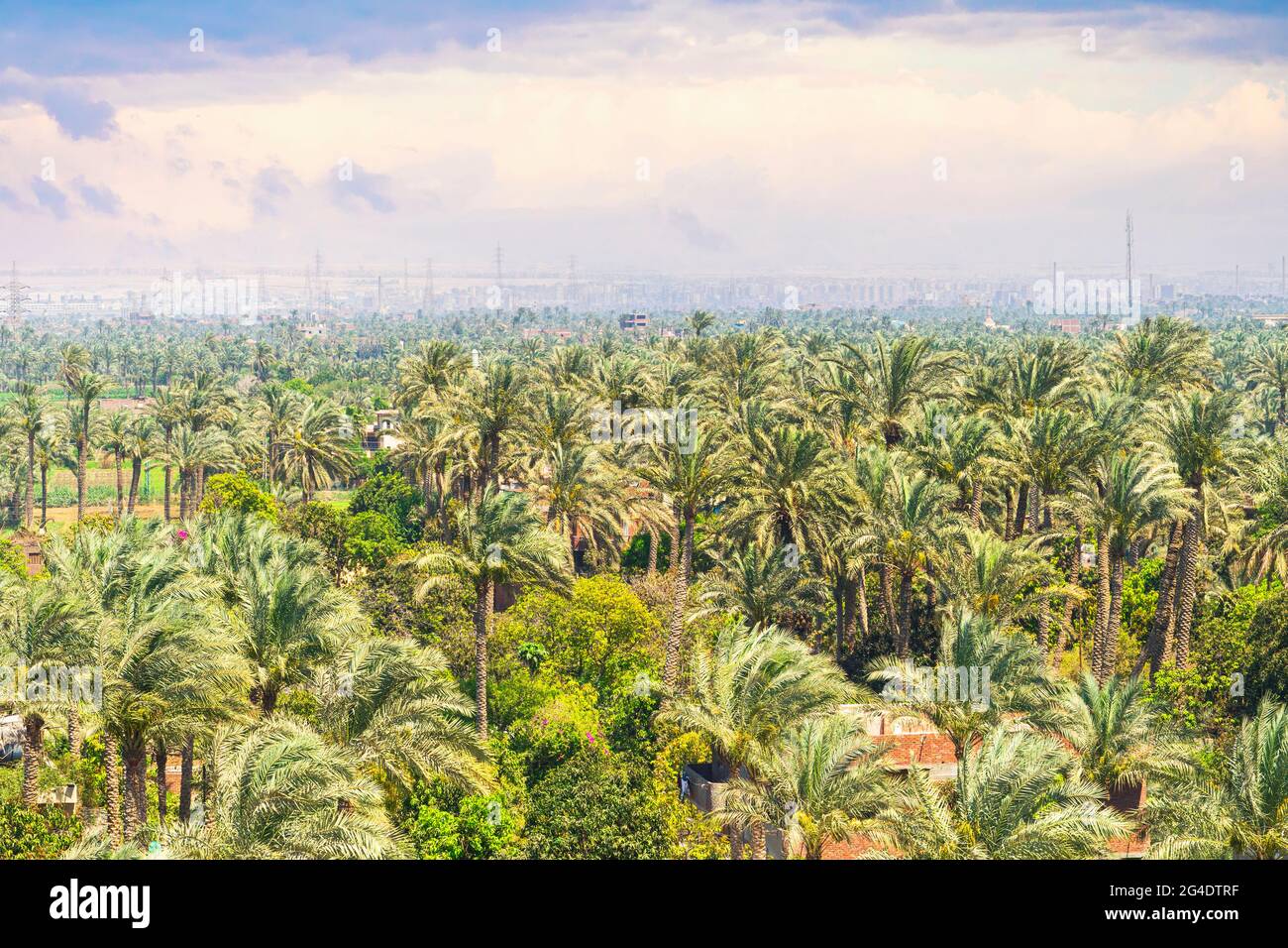 Palm grove avec de belles plantes vertes en premier plan et la ville du Caire en arrière-plan. Égypte. Temps nuageux. Banque D'Images