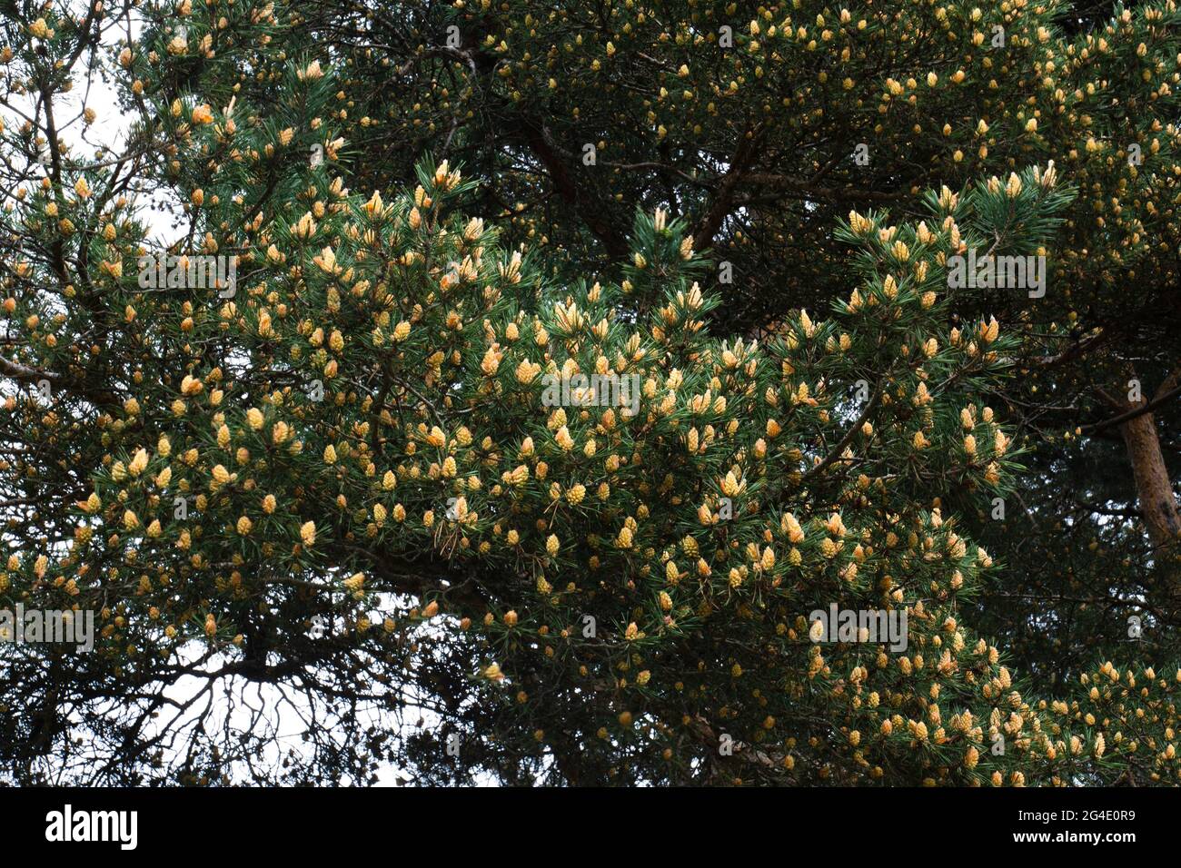 Pin au printemps avec des branches remplies de cônes de pin frais. Sélectif Focus Banque D'Images