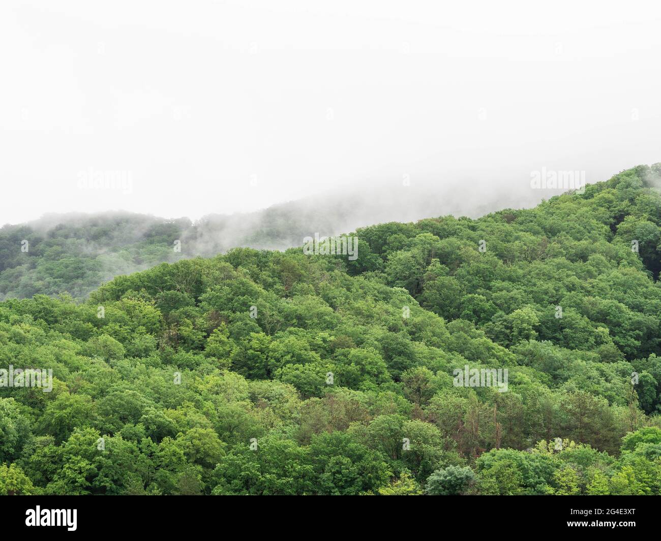 Nuages sur forêt de pins. Forêt verte de montagne dans le brouillard. Paysage de la nature Banque D'Images