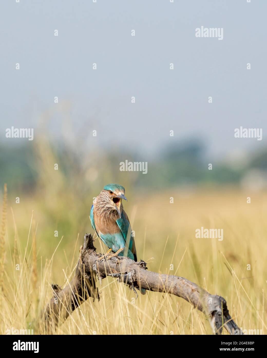 Oiseau en colère rouleau indien ou Coracias benghalensis avec expression et bec ouvert perchés sur la branche au parc national de ranthambore rajasthan inde Banque D'Images